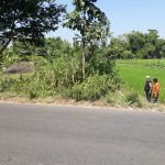 CLUSTER ASIATICA WIROKERTEN