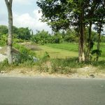 CLUSTER ASIATICA WIROKERTEN