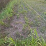 KAVLING DAYAKAN PURWOMARTANI