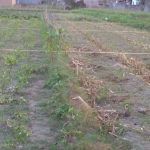 KAVLING DAYAKAN PURWOMARTANI