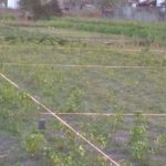 KAVLING DAYAKAN PURWOMARTANI