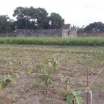 KAVLING DAYAKAN PURWOMARTANI