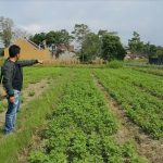 KAVLING DAYAKAN PURWOMARTANI